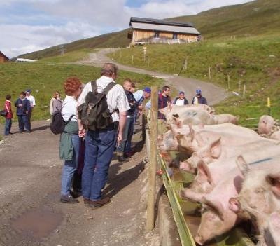 Wanderung von der Clavadeler Alp Richtung Mittelstation mit der Schweinezucht für glückliche Säue. 